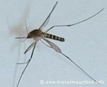 Mauritius Chikungunya Mosquito